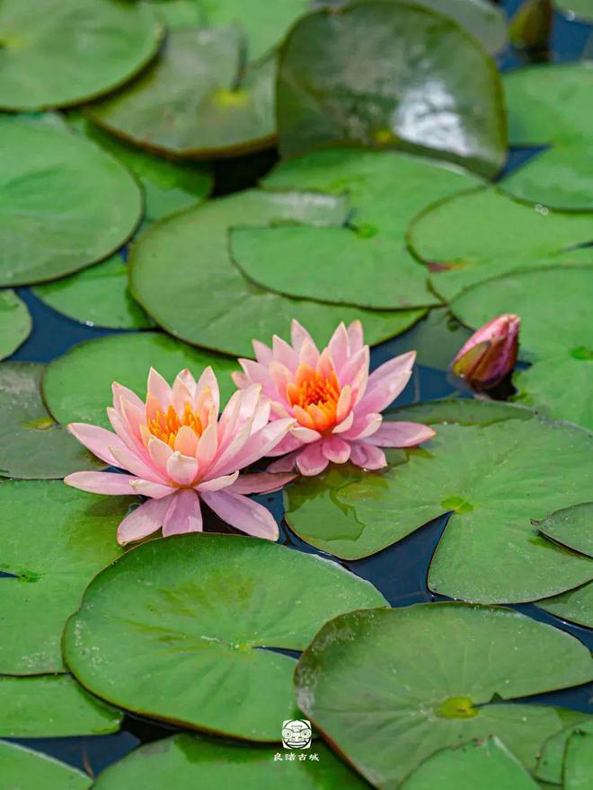 端午游龙会、水上婚礼、蟠桃盛宴……第一波端午活动已就位!(图6)