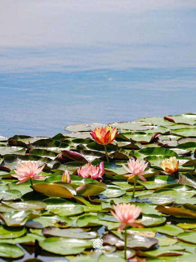 端午游龙会、水上婚礼、蟠桃盛宴……第一波端午活动已就位!(图5)