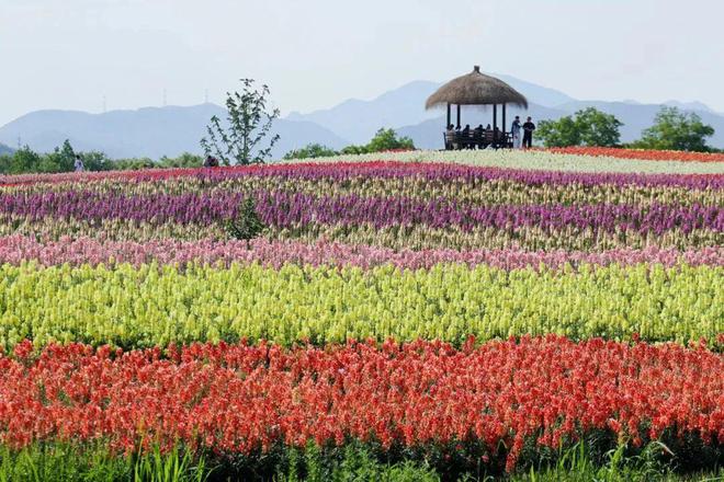 端午游龙会、水上婚礼、蟠桃盛宴……第一波端午活动已就位!(图3)