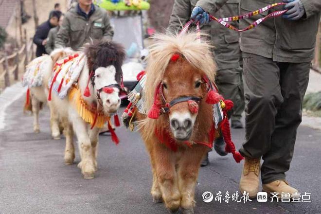 生肖属马游客免费游园!来青岛森林野生动物世界解锁马年新体验(图1)