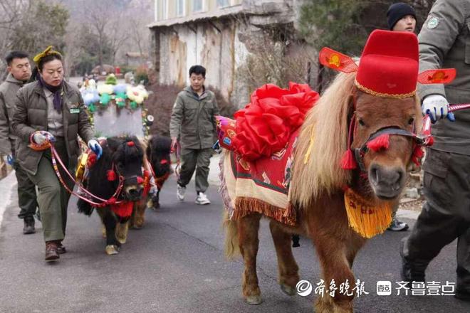 生肖属马游客免费游园!来青岛森林野生动物世界解锁马年新体验(图2)